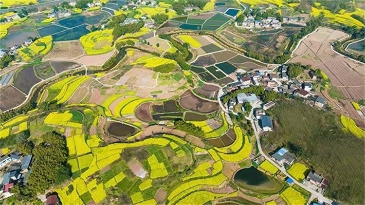 黄练山农业